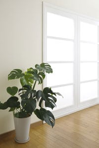 Did You Know that Houseplants Could Clean the Air in Your Home?