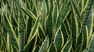 Snake Plant Sansevieria trifasciata Laurentii