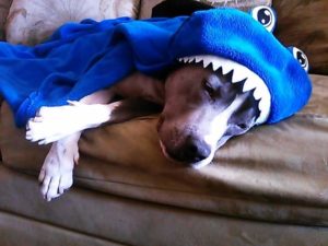 dog in shark uniform