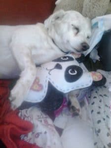 dog with panda toy
