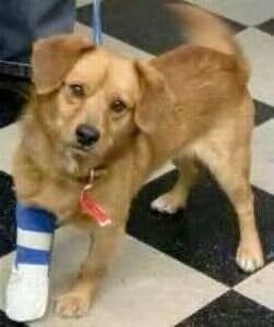 dog with broken leg