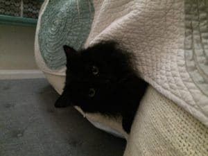 black cat in blanket