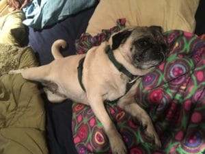 pug on blanket