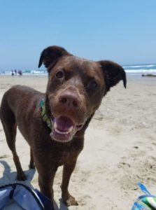 black dog on beach