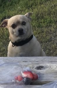 dog looking at strawberry