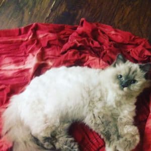 cat on red blanket