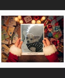dog Christmas card