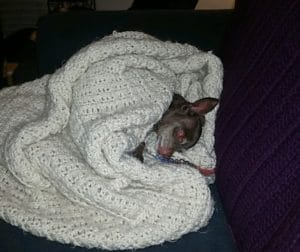 black dog in blanket