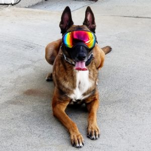 dog with spects