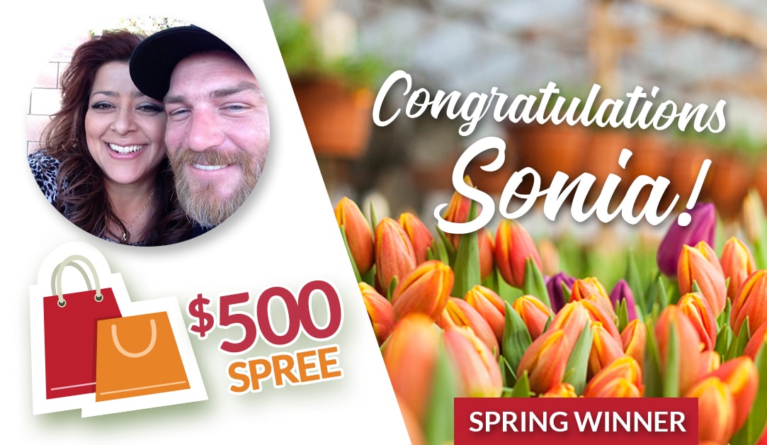 spring winner