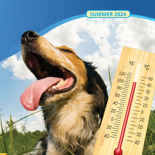 Summer Homeowner News 2024